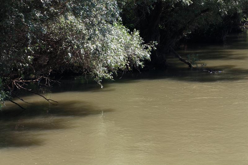 291-Delta del Danubio,7 agosto 2011.JPG